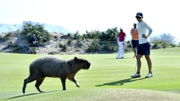 Ein Capybara erobert den Golfplatz in Rio. © Imago/Bildbyran 