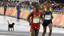 Ein Hund hat sich den Marathonläufern in Rio angeschlossen. © imago/Agencia EFE